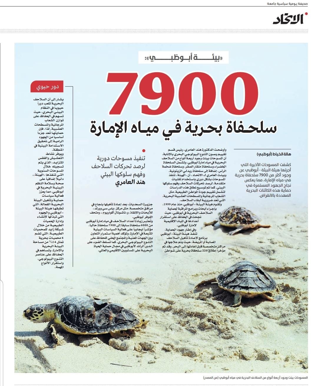 «بيئة أبوظبي»: 7900 سلحفاة بحرية في مياه الإمارة